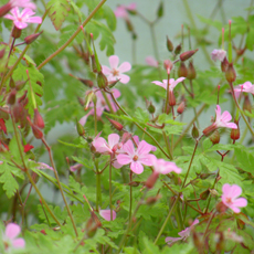 Wildflower Herb Robert